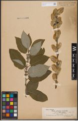 Foto von Salix caprea L.